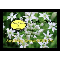 Herb - Chives,Garlic - Organic